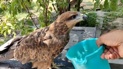 chhattisgarh wildlife; eagle drink water from mug in chhattisgarh korba watch video