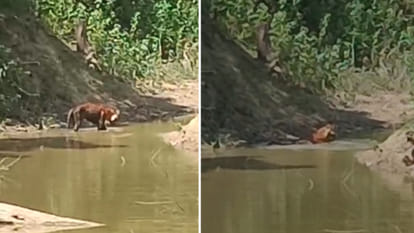 Kanha National Park: Old tiger was found unconscious on the banks of the drain, injury marks on the body, died