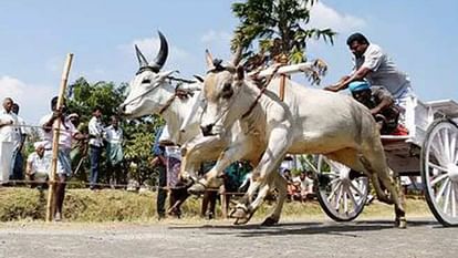 Maharashtra: Accident during bullock cart race; One died due to falling iron seat, three people injured