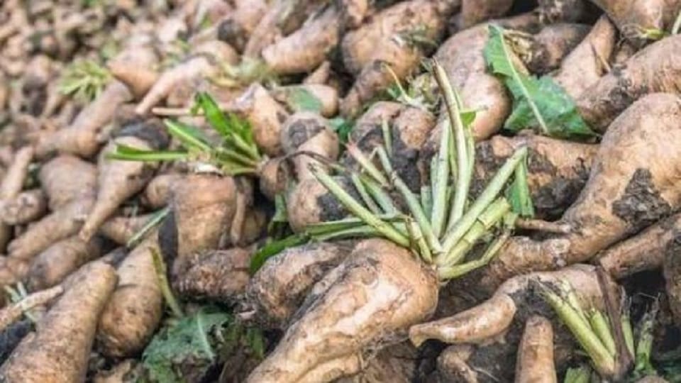 Chicory Farming get double benefits to farmers