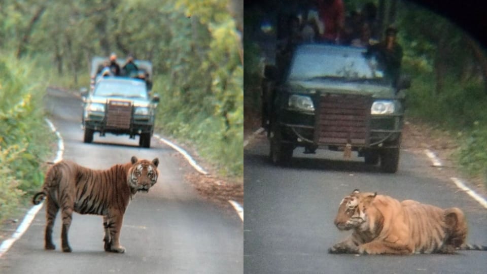 SDM change route due to tiger sitting on jungle safari road in Pilibhit