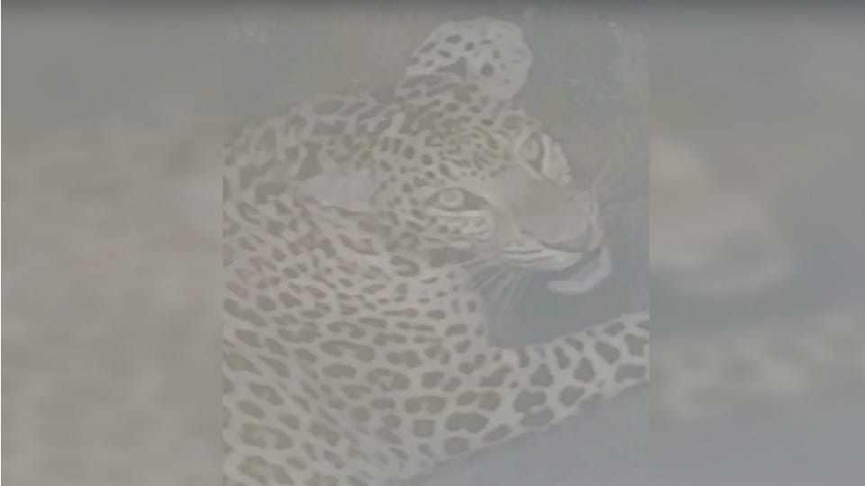 Leopard fell into a well in Chirgaon forest range of Jhansi