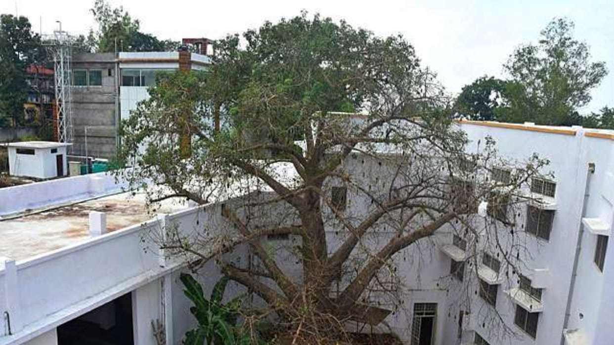 Environment Day: Sagar Collectorate map changed to save Kalpavriksha two trees are safe in 700 year old campus