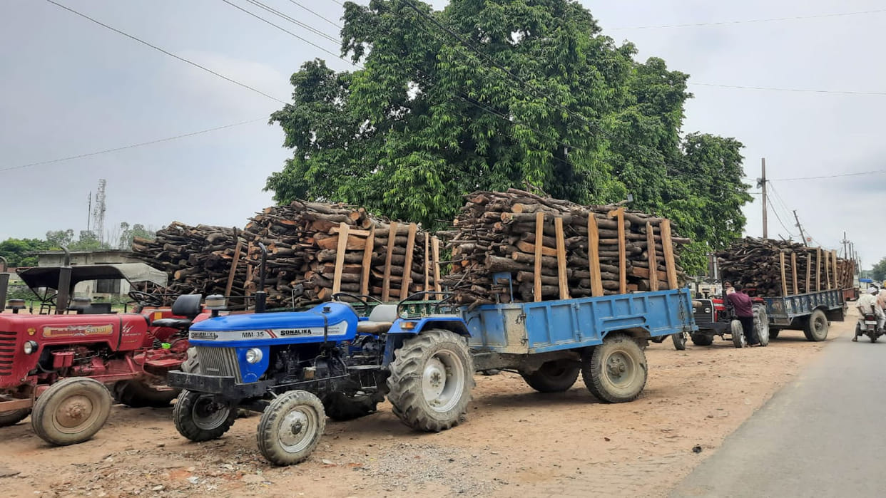 Kannauj: 300 tonnes of wood is swallowing the fragrance, the forest is shrinking