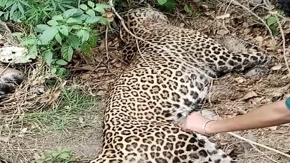 leopard found dead near forest in lakhimpur kheri
