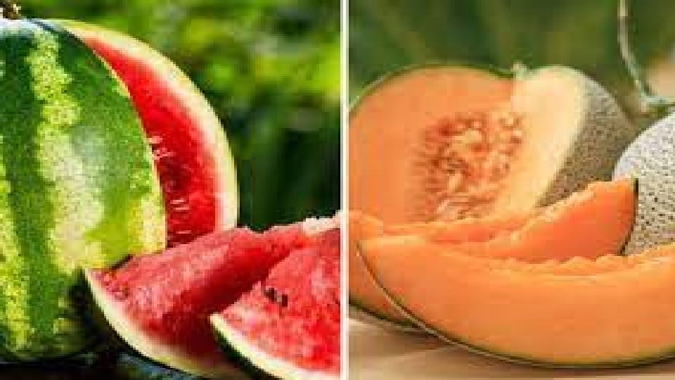 World Environment Day, Irregular weather cycle fades taste of watermelon and melon, huge loss to farmers