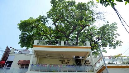 three storey house built without cutting a single branch of tree