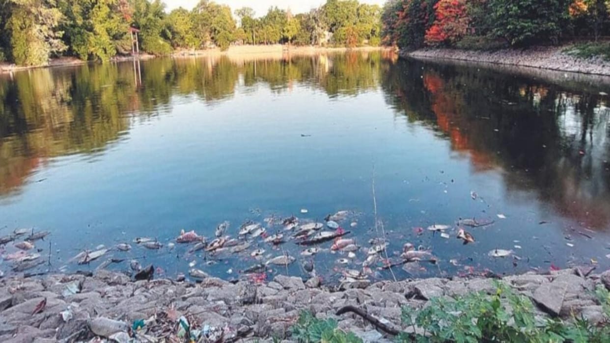 Two thousand fish died in Vishnu Sagar of Ujjain; pungent odor in the atmosphere