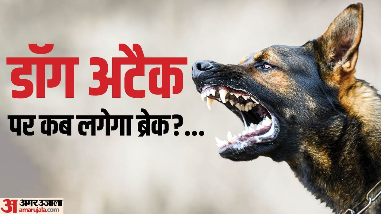 In the affidavit given in High Court Gurugram Municipal Corporation told that 1670 people bitten by dogs