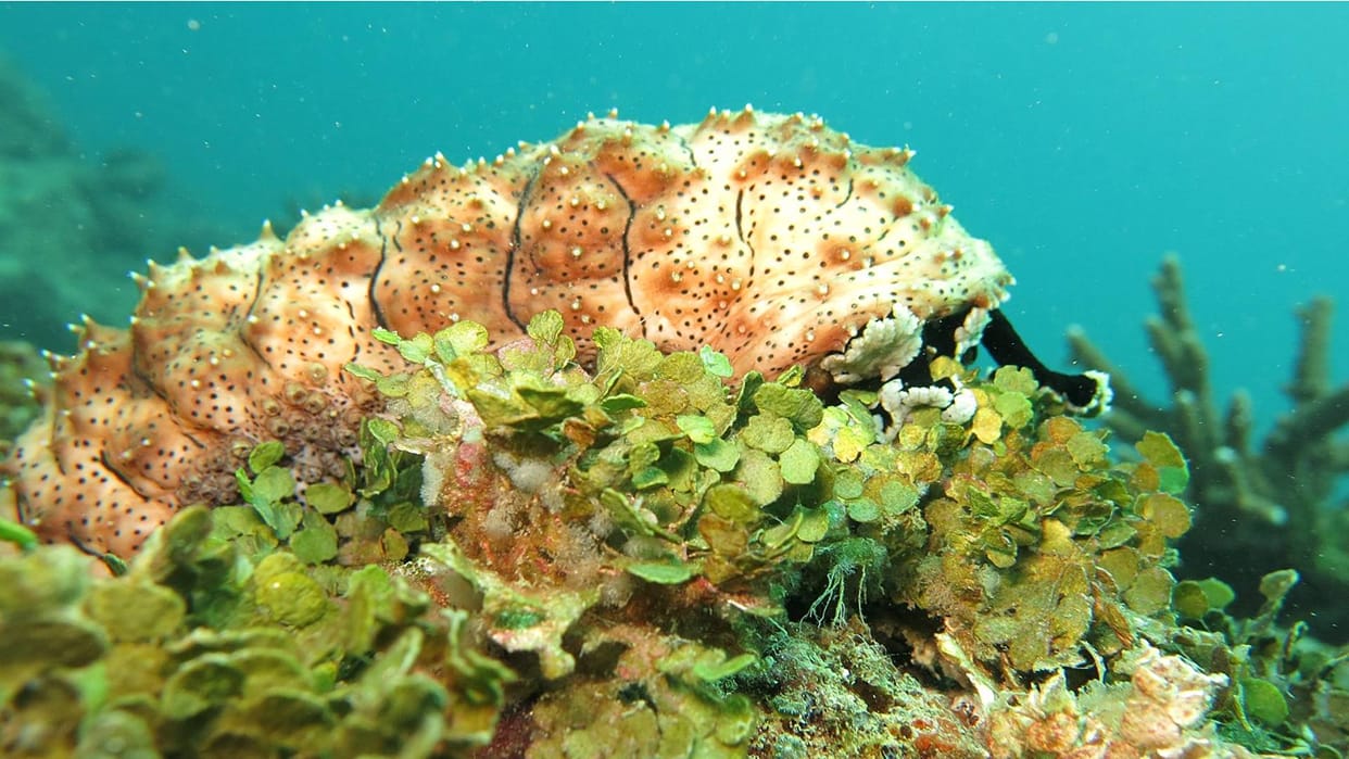 World Ocean Day 2023: Know about Ocean day and biodiversity