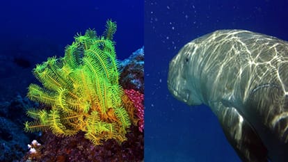 World Ocean Day 2023: Know about Ocean day and biodiversity