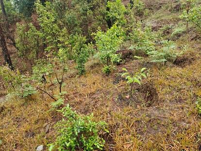 Environment inspirational story Chandan revived waterless sources developed a mixed forest Naai Haldwani