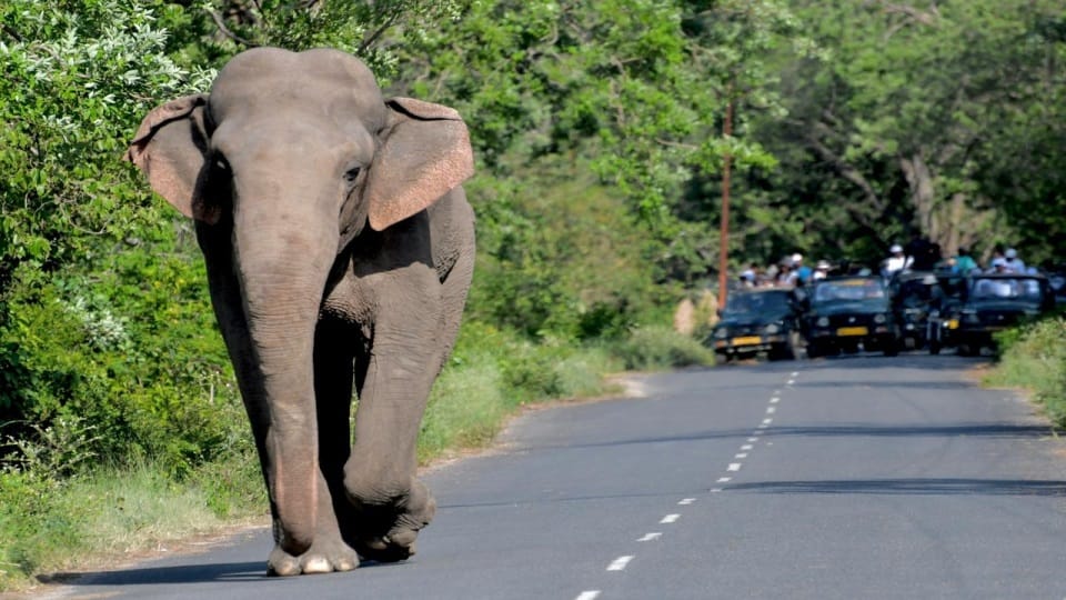 Nainital news elephant enter on road near Dhela Jhirna zone traffic jam