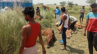 Azamgarh: Villagers caught miscreants who were taking cattle to kill, laid a trap like this