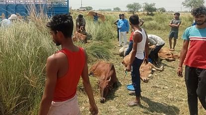Azamgarh news: मवेशियों को मारने ले जा रहे बदमाशों को ग्रामीणों ने धर दबोचा, ऐसे बिछाया जाल Azamgarh: Villagers caught miscreants who were taking cattle to kill, laid a trap like this