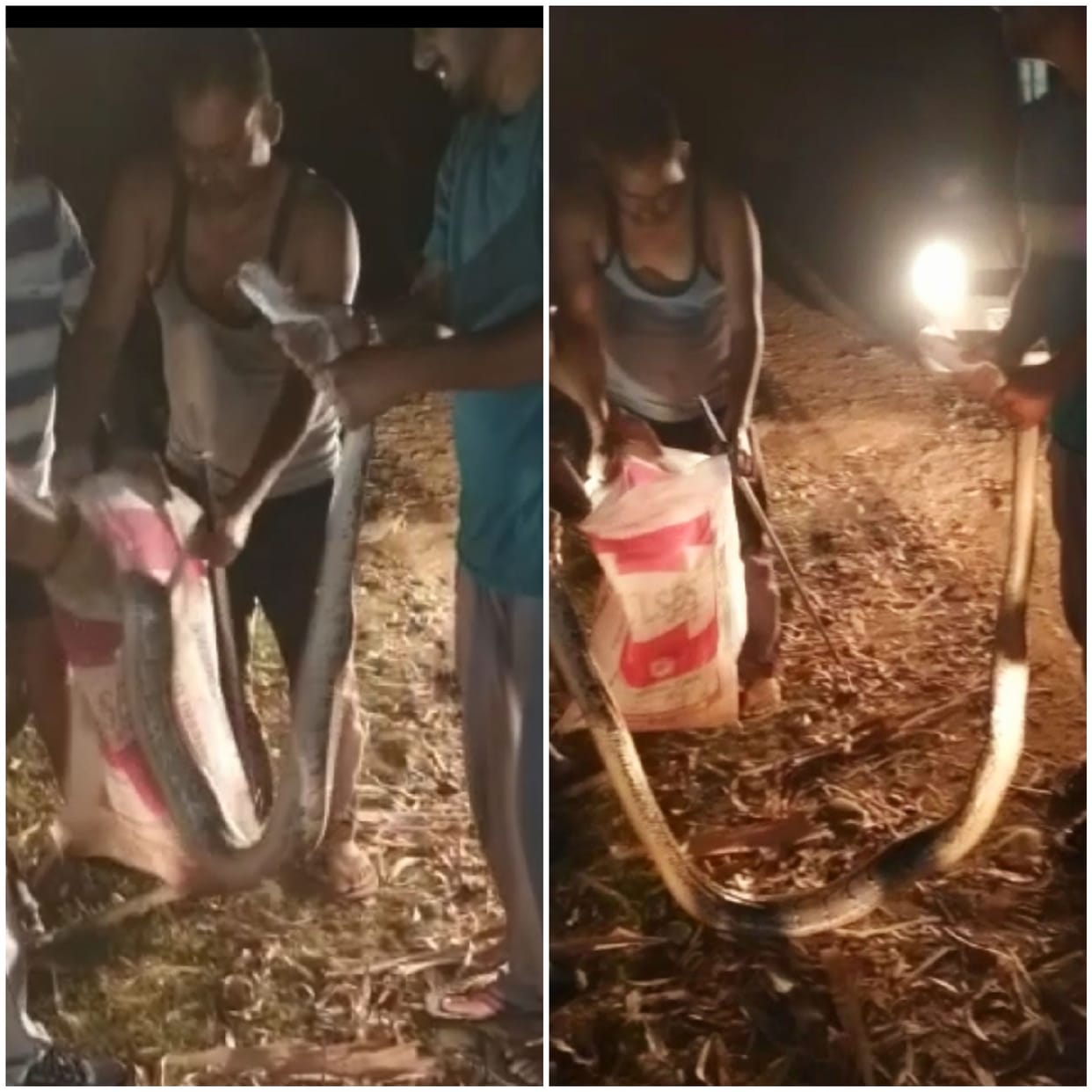 Ajgar found in a residential area in Bijnor