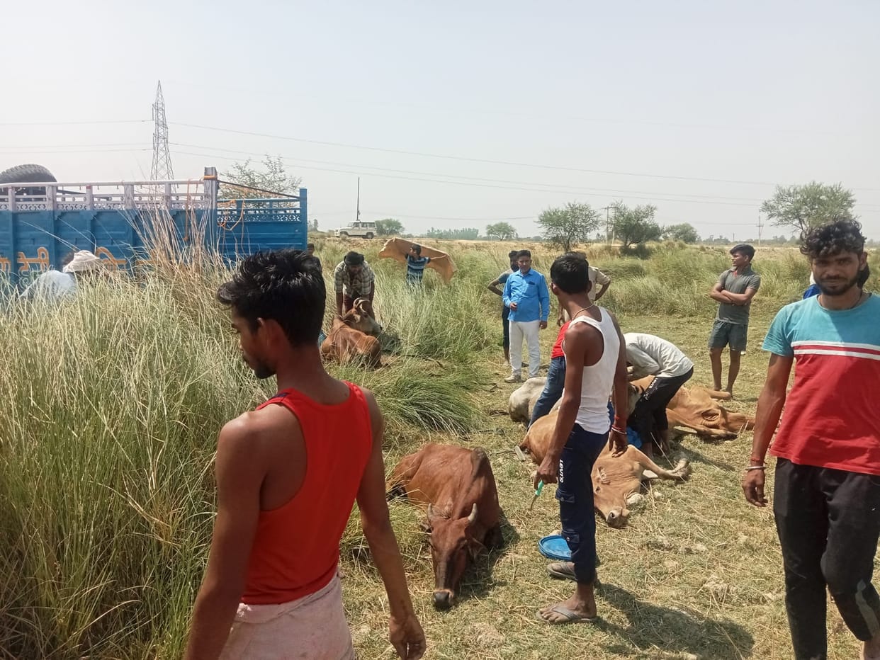 Azamgarh: Villagers caught miscreants who were taking cattle to kill, laid a trap like this