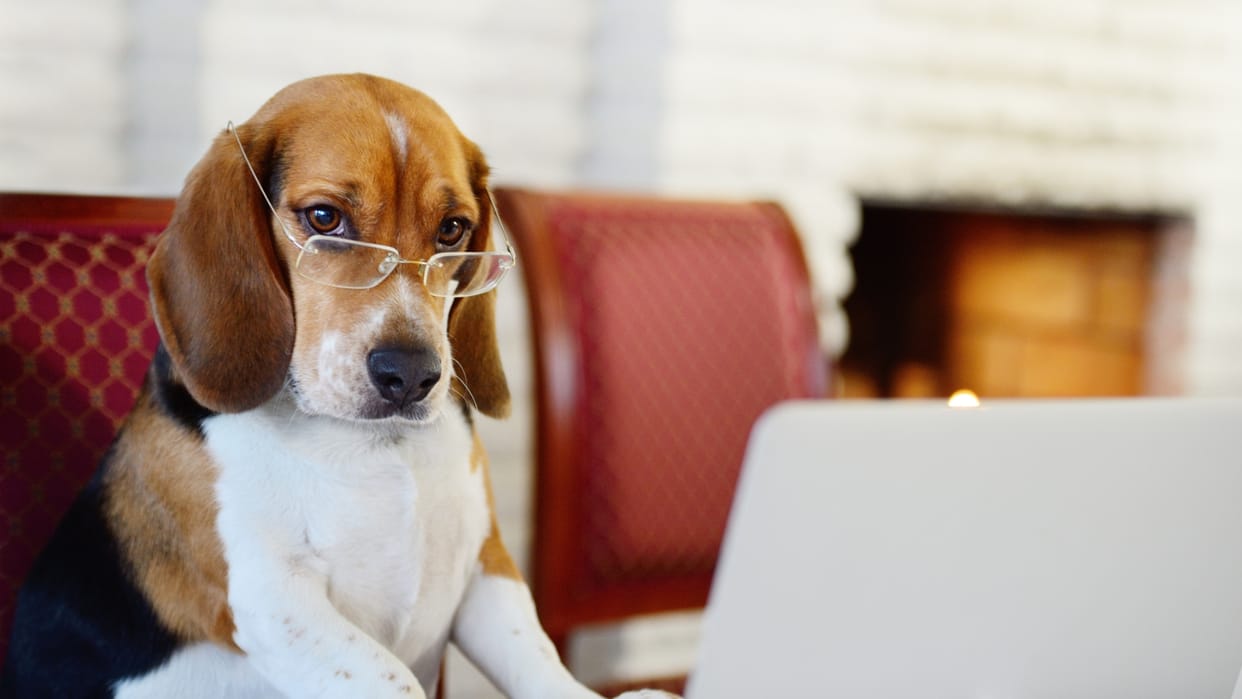 Ajab Gajab Dog Work In Company As A Security Head Earns 35 Thousand Per Month