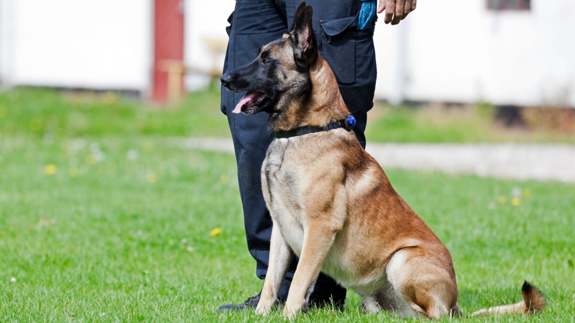 Ajab Gajab Dog Work In Company As A Security Head Earns 35 Thousand Per Month