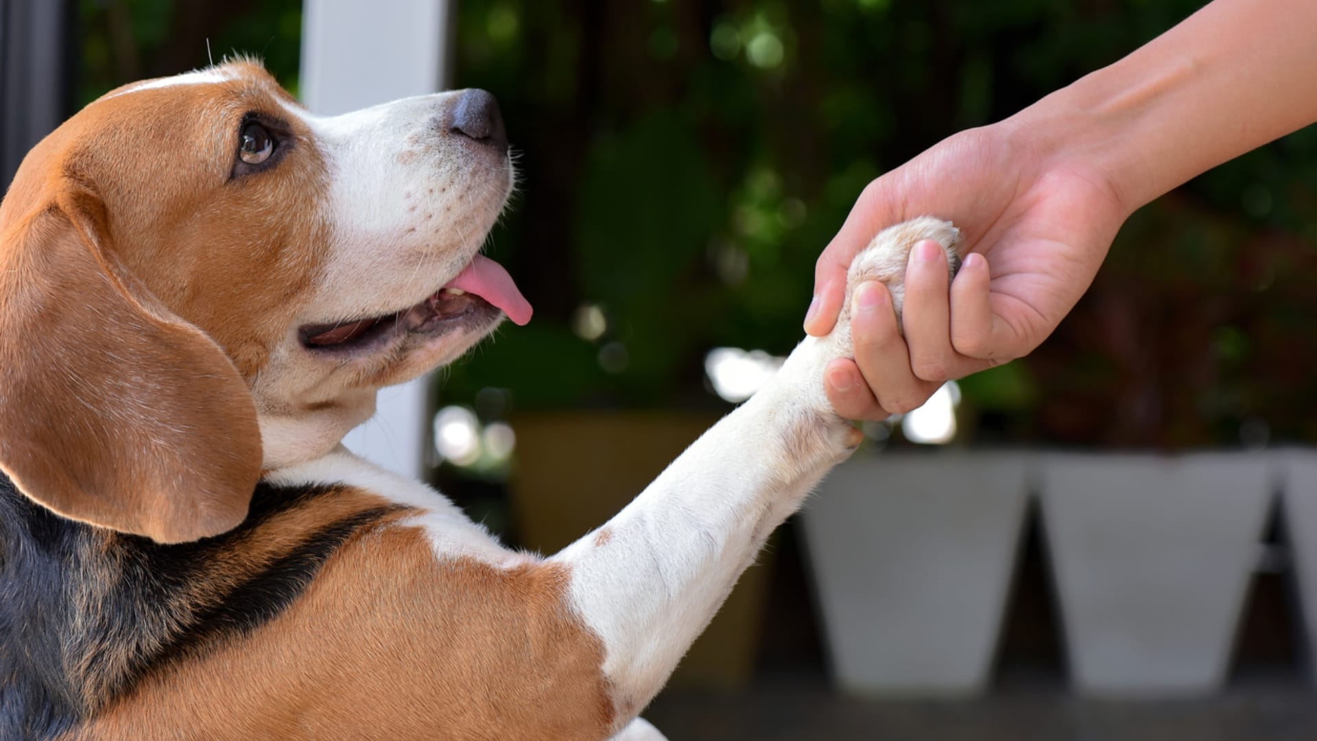 Ajab Gajab Dog Work In Company As A Security Head Earns 35 Thousand Per Month