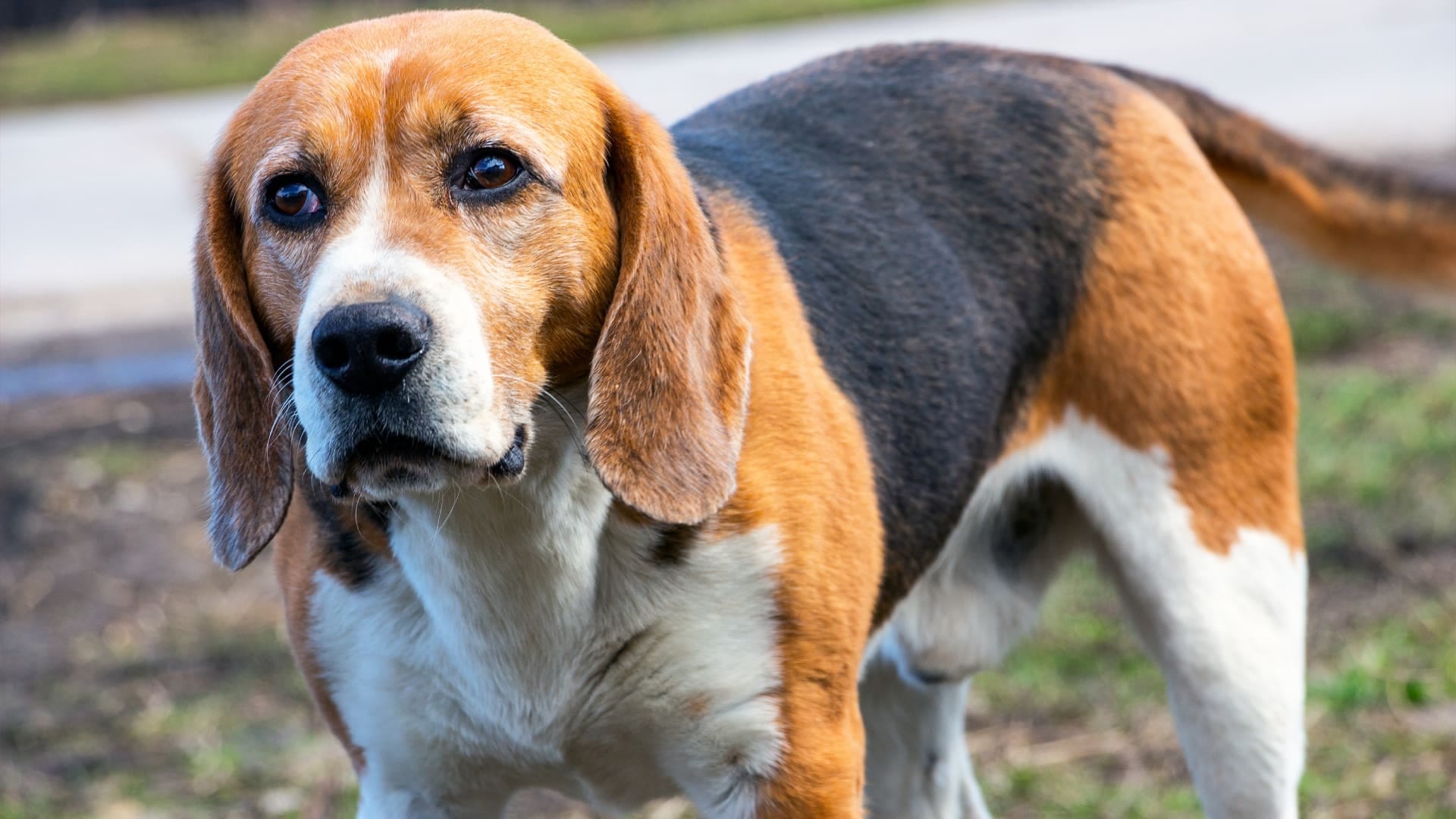 Ajab Gajab Dog Work In Company As A Security Head Earns 35 Thousand Per Month