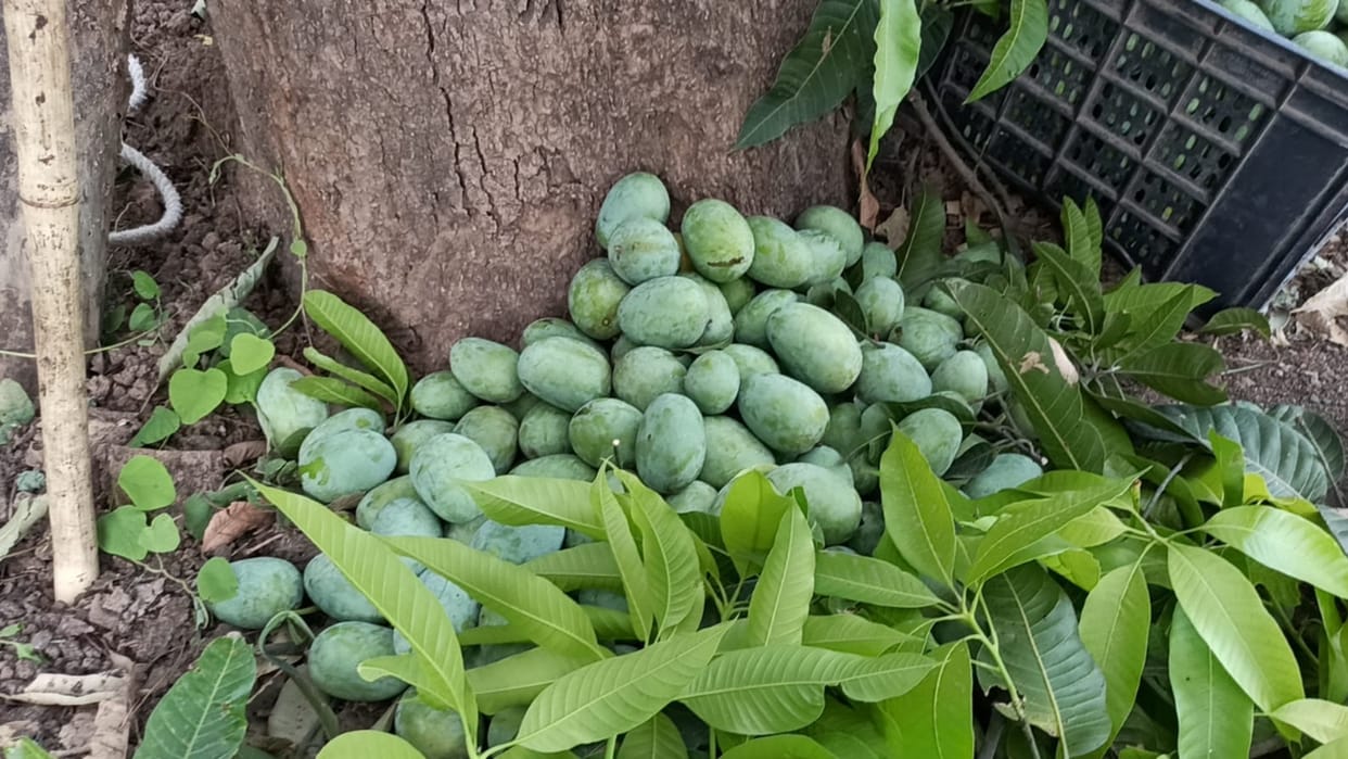 MP Famous Mango: Langda mango of Rajgarh Kothi Bagh is famous all over the country,