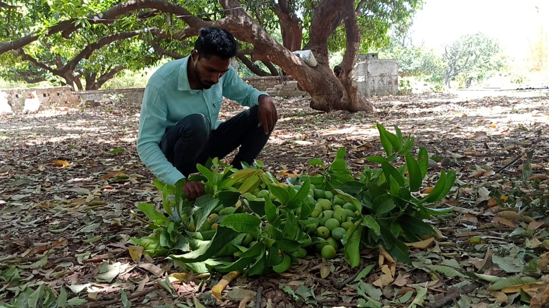 MP Famous Mango: Langda mango of Rajgarh Kothi Bagh is famous all over the country,