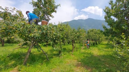 Cherry in Kashmir: Rain and hail hit cherry production affected farmers upset