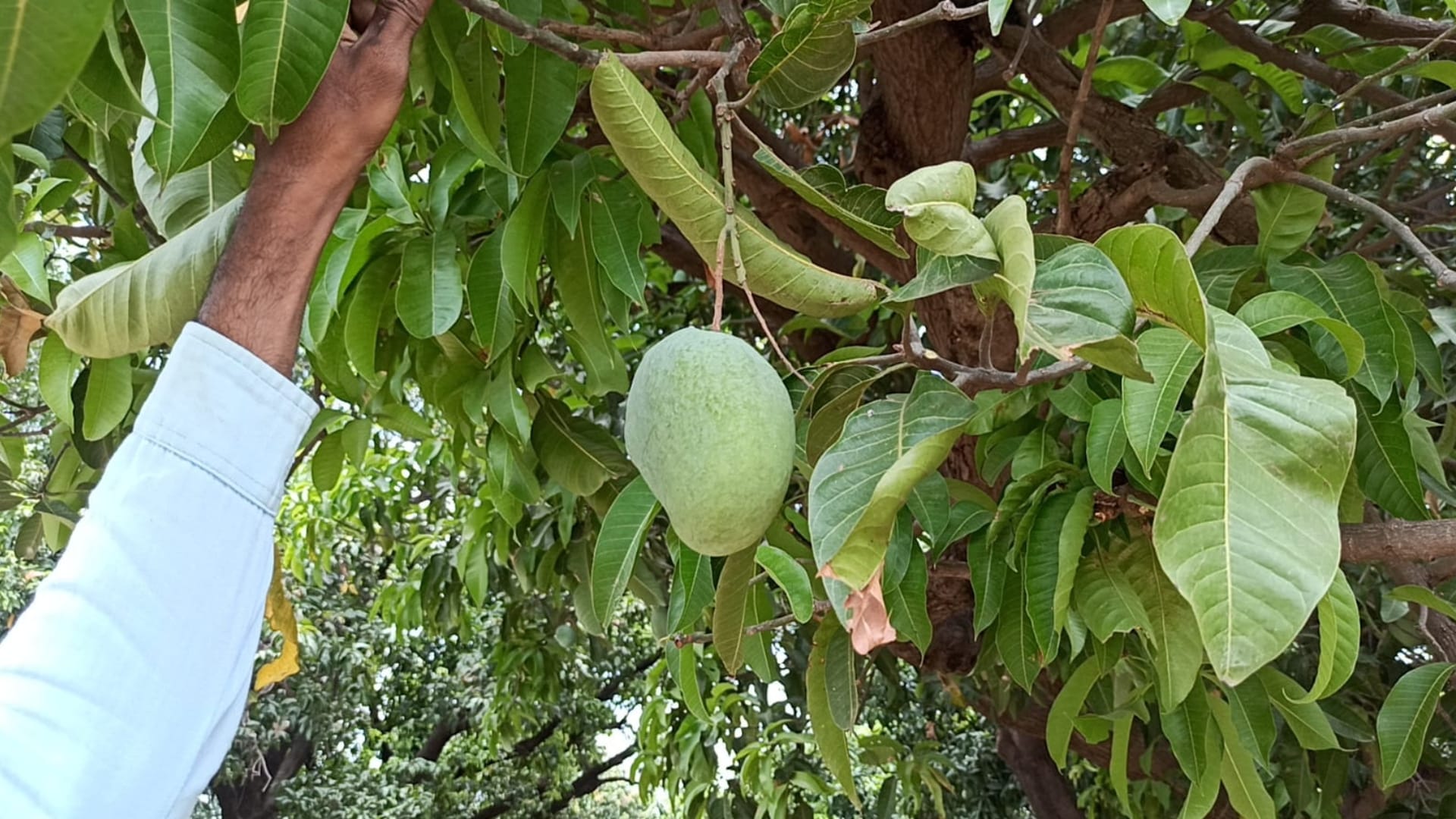 MP Famous Mango: Langda mango of Rajgarh Kothi Bagh is famous all over the country,