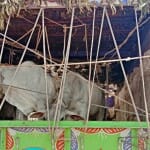 ट्रक में भरे पशु।