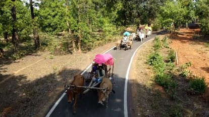 chhattisgarhi marriage; procession set out on 15 bullock carts singing auspicious songs in kanker