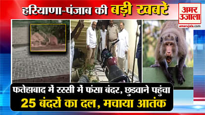 Monkey Trapped In Rope In Fatehabad Top News Haryana