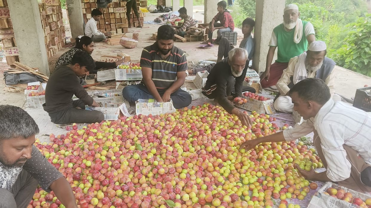 Santa Rosa Plum price 450 to 750 per box in azadpur mandi delhi