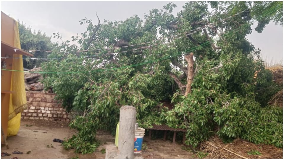 Rain and storm in Bharatpur woman dies after being buried under tree