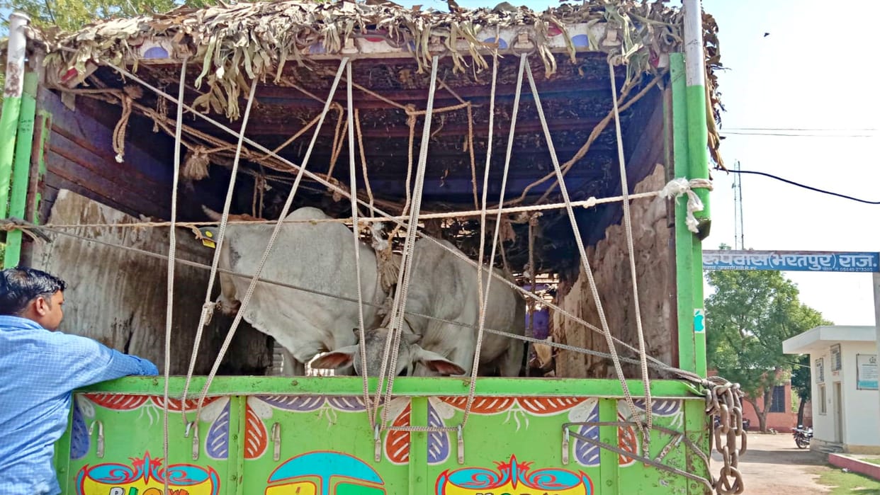 Villagers pelted stones at cow smugglers in Bharatpur Rupwas