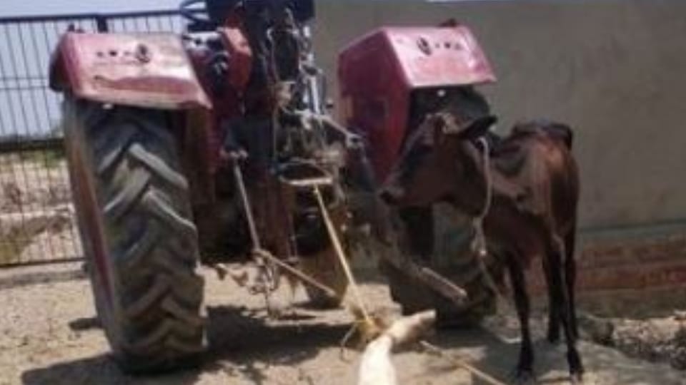 Two cows died of hunger and thirst and dragged dead body from tractor in budaun