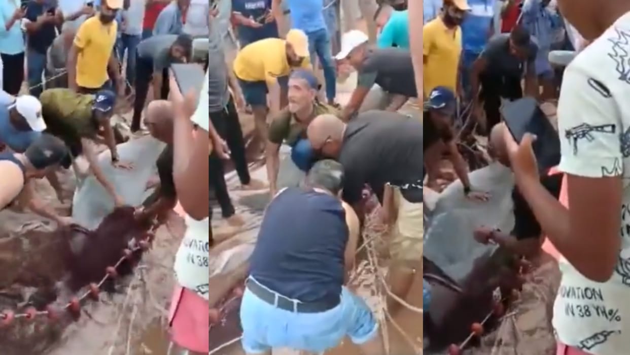 Shark Attack in Egypt: Russian man killed in shark attack off Egypts Red Sea resort