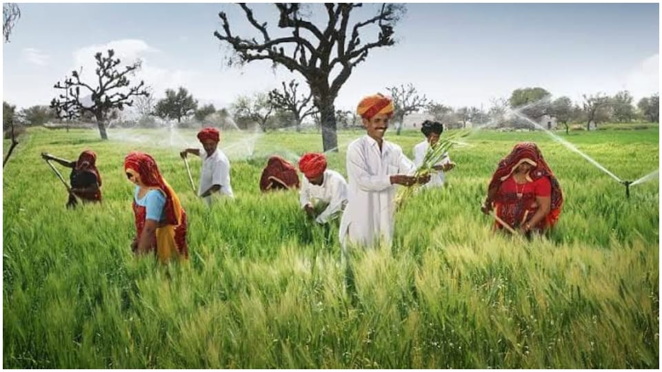 1.20 lakh hectare agricultural area will be converted into organic agriculture in Rajasthan