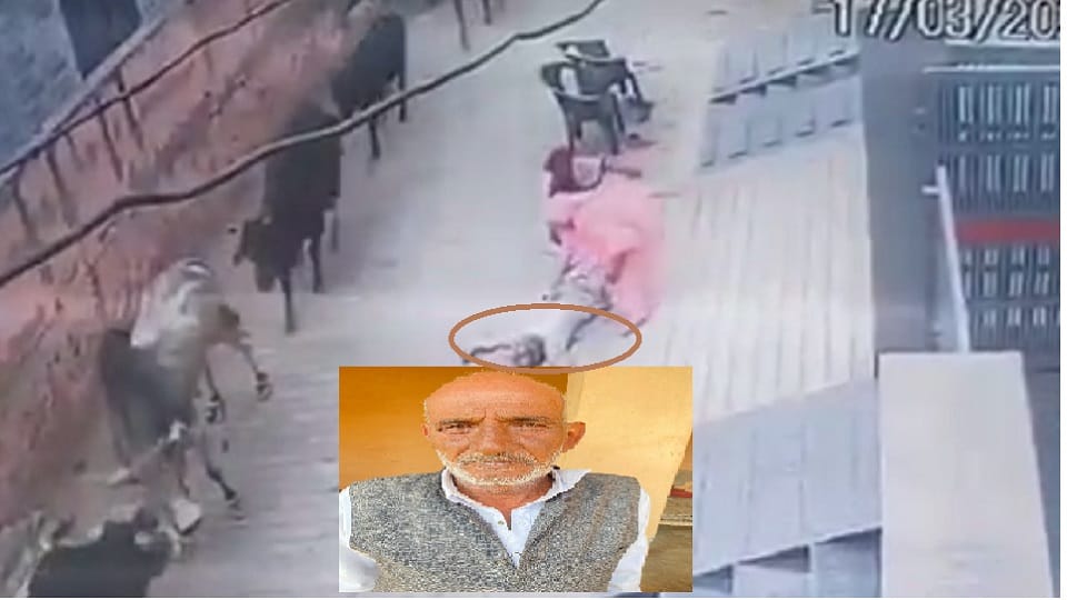 Former soldier was picked up by bull and hit In Panipat