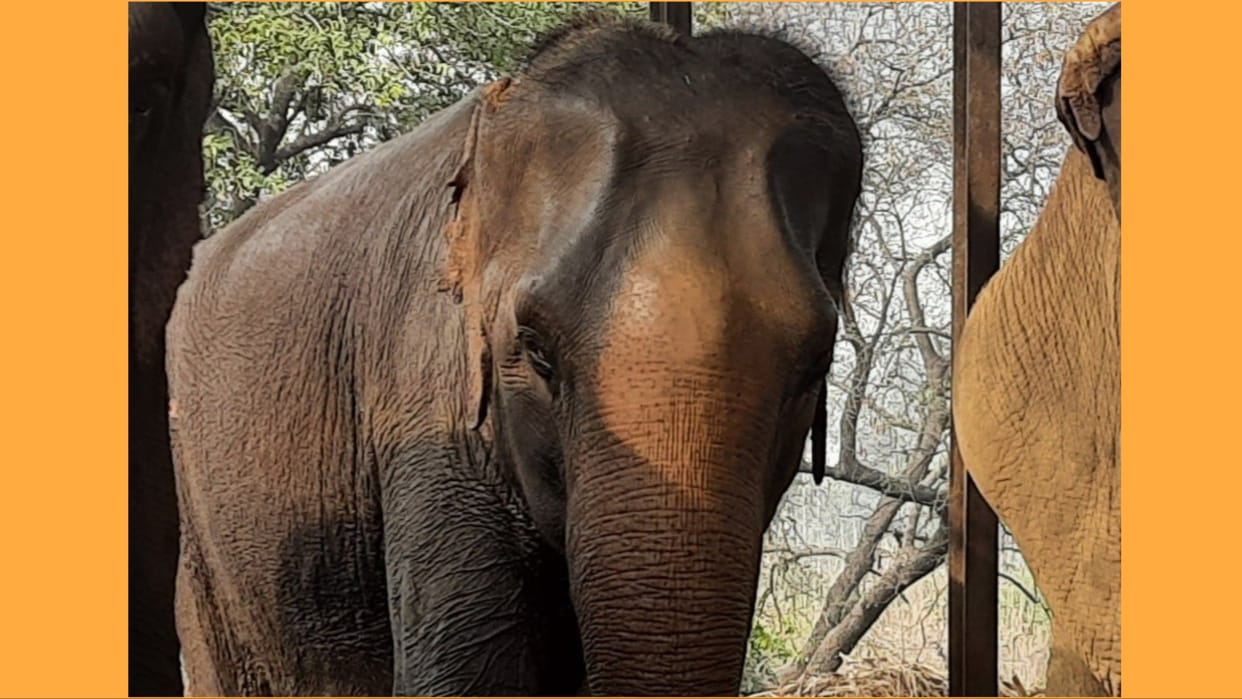 Female Elephant dies under suspicious circumstances in Elephant Rehabilitation Center