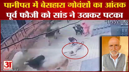 Haryana: Former Soldier Was Picked Up By Bull And Hit In Panipat