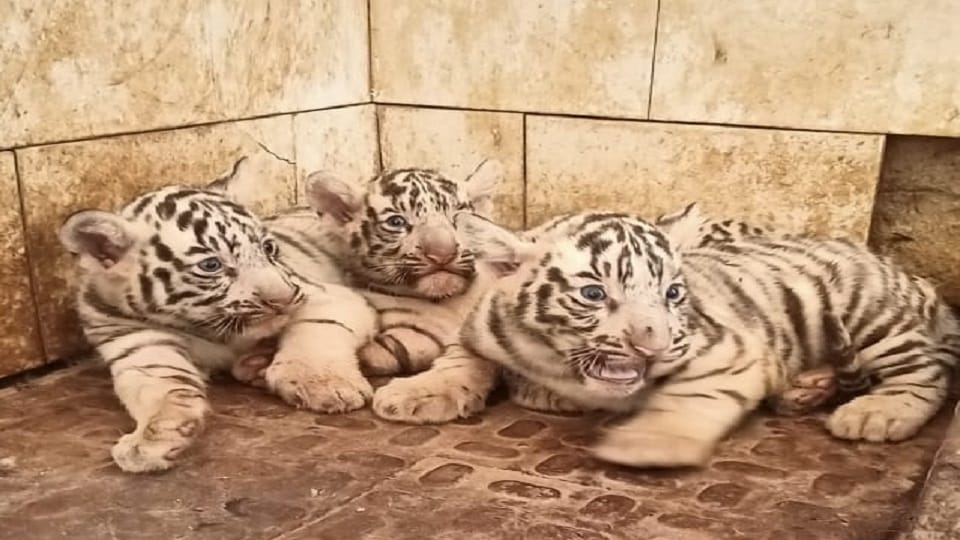 Maitri Bagh lioness gave birth to three cubs together