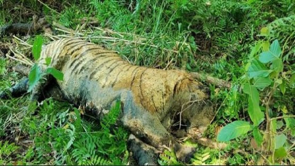 tigers death became a mystery in Dudhwa Park National