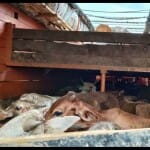 ग्रामीणों ने पकड़ा मवेशियों से भरा ट्रक।