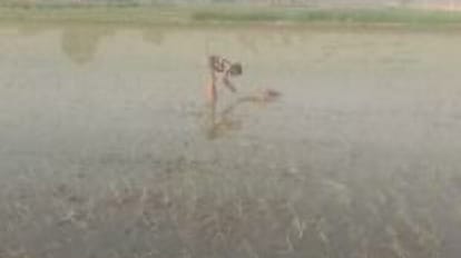 young man cut off the horn of dead deer in shahjahanpur