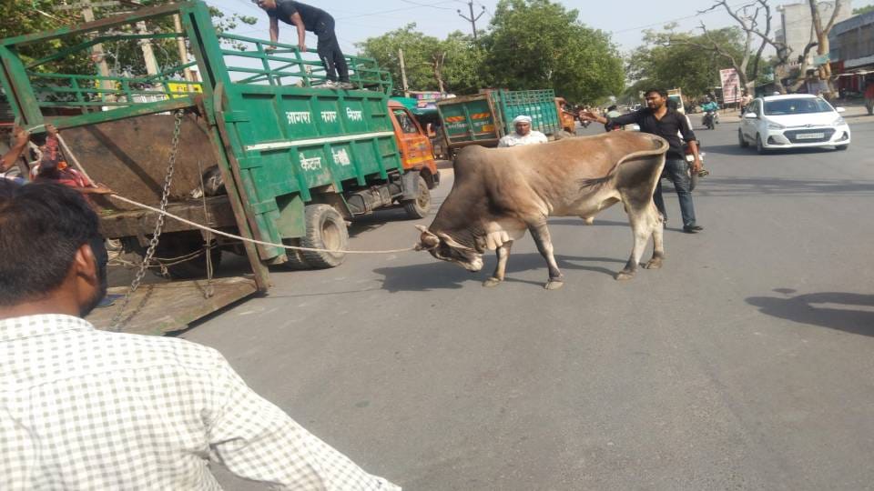 Municipal corporation caught forty bulls in twelve hours after shopkeeper death in Agra