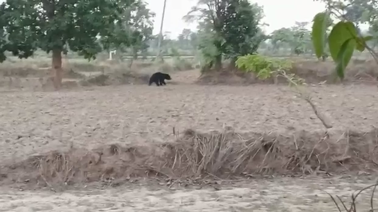 bear attack in chhattisgarh; Elderly injured in bear attack in Gariaband