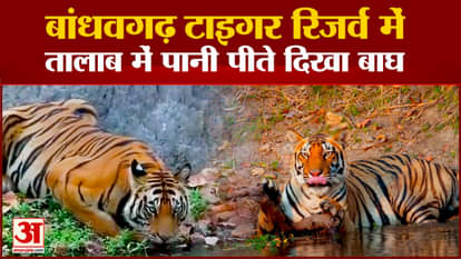 Bandhavgarh Tiger Reserve Umaria Tiger seen quenching thirst in the pond see viral video