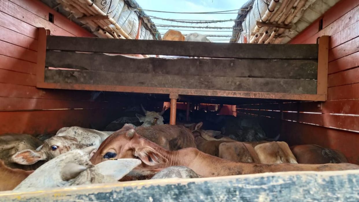 Cow smuggling in chhattisgarh; truck full of cattle was caught, three cows died in bijapur