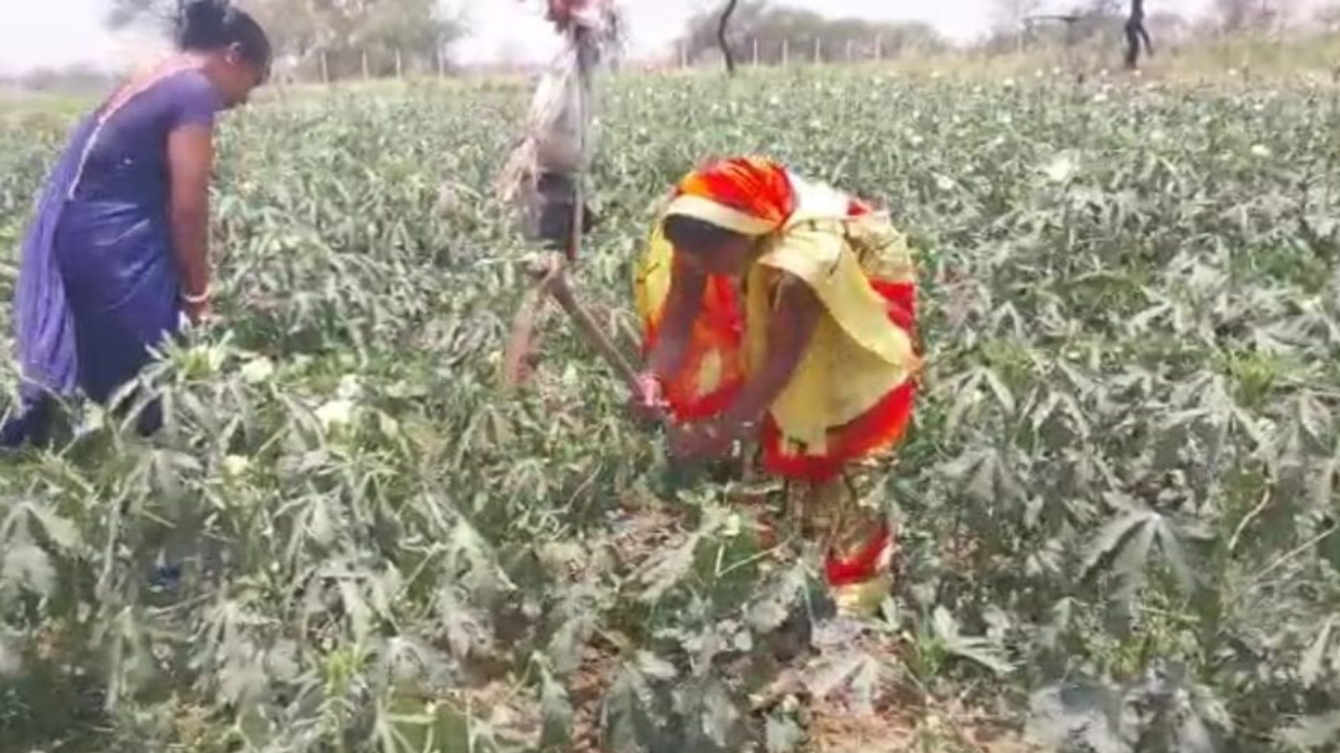 गौठानों में सब्जियां उगाकर कमाई कर रही महिलाएं।